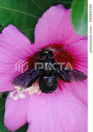 Closeup on the violet carpenter be, Xylocopa violacea, sippingnectar from a pink flower in the Gard, France Closeup on the violet carpenter be, Xylocopa violacea, sippingnectar from a pink flower in the Gard, France 98909386