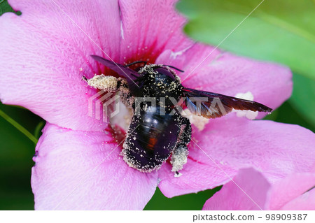 Closeup on the violet carpenter be, Xylocopa violacea, sippingnectar from a pink flower in the Gard, France Closeup on the violet carpenter be, Xylocopa violacea, sippingnectar from a pink flower in the Gard, France 98909387