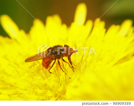 Closeup of a common snoutfly , Rhingia campestris lost in a yellow dandelion flower , Taraxacum officinale 98909389