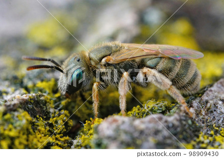 Closeup on a female of the the very small metallic green color furrow bee from the Halictus smaragdulus complex Closeup on a female of the the very small metallic green color furrow bee from the Halictus smaragdulus complex 98909430