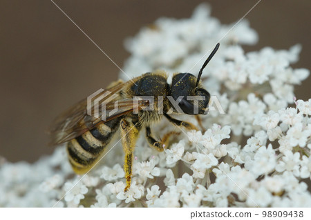 A closeup of female great banded furrow-bee, Halictus scabiosae, on a white wild carrot flower A closeup of female great banded furrow-bee, Halictus scabiosae, on a white wild carrot flower 98909438