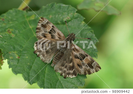 Detailed dorsal close up of a Mallow Skipper butterfly , Carcharodus alceae on a green leaf 98909442