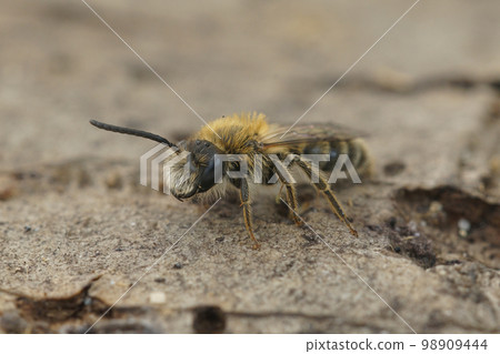 Soft and colorful closup on a furry male of the oligolectic Heather mining bee, Andrena fuscipes sitting on wood 98909444