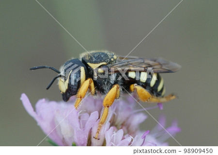 Detailed closeup of a female of the rare and endangered interrupted resin-leafcutter, Trachusa interrupta on it's host plant 98909450