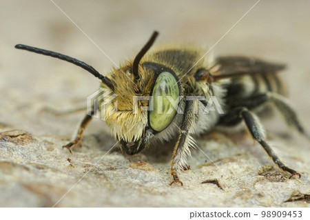 Cychrus caraboides, Maldegemveld Cychrus caraboides, Maldegemveld 98909453