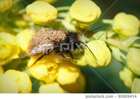 Natural closeup on a European orchard horned mason bee, Osmia cornuta infested with parasitic mites Natural closeup on a European orchard horned mason bee, Osmia cornuta infested with parasitic mites 98909454