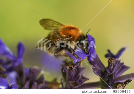 Closeup on a Brown banded carder bumblebee, Bombus pascuorum, on a purple flower in the garden Closeup on a Brown banded carder bumblebee, Bombus pascuorum, on a purple flower in the garden 98909455