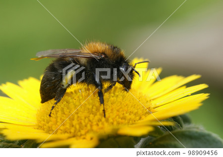 Closeup on an unusual dark form of the brown banded bumblebee, Bombus pascuorum moorselensis 98909456