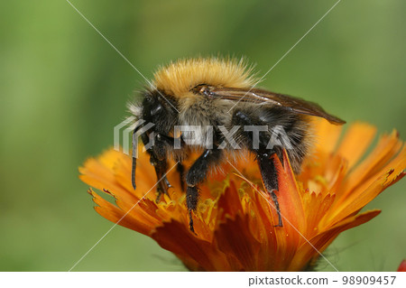 Closeup on a Brown banded carder bumblebee, Bombus pascuorum, on an orange Callendula officinalis flower Closeup on a Brown banded carder bumblebee, Bombus pascuorum, on an orange Callendula officinalis flower 98909457