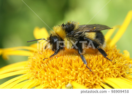 Colorful closeup on a Bohemian Cuckoo bumblebee, Bombus bohemicus, sitting on a yellow flower 98909458