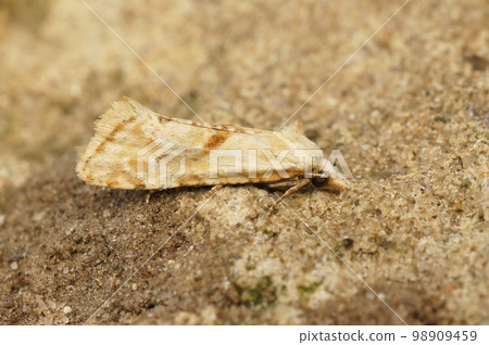 Closeup on the straw conch micro moth, Cochylimorpha straminea, sitting on a stone Closeup on the straw conch micro moth, Cochylimorpha straminea, sitting on a stone 98909459