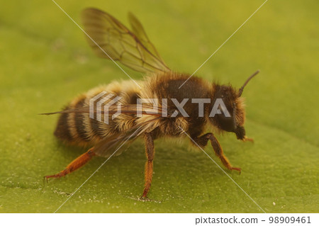 Closeup on a Mediteranean leafcutter bee, Megachile pyrenaica, with it's typical red hind leg Closeup on a Mediteranean leafcutter bee, Megachile pyrenaica, with it's typical red hind leg 98909461