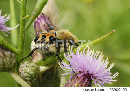 Close-up of a Smoothbarred Paintbrush Beetle, Trichius zonatus , perched on a purple thistle flower in the garden Close-up of a Smoothbarred Paintbrush Beetle, Trichius zonatus , perched on a purple thistle flower in the garden 98909463