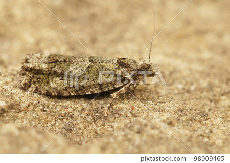 Closeup on the colorful, small Tortrix Cock's-head Bell moth, Zeiraphera isertana, isolated on a stone 98909465