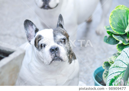 dog or French bulldog or old dog, old French bulldog dog or French bulldog or old dog, old French bulldog 98909477