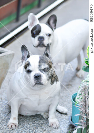 dog or French bulldog or old dog, old French bulldog 98909479