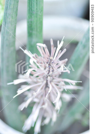 Sansevieria cylindrica Bojer ex Hook flower, Sansevieria cylindrica Bojer ex Hook or  Common Spear Plant or  Spear Sansevieria or  ASPARAGACEAE 98909483