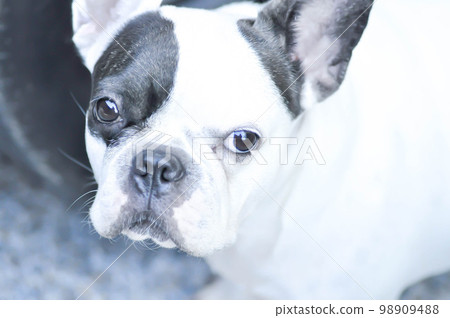 french bulldog, unaware French bulldog 98909488