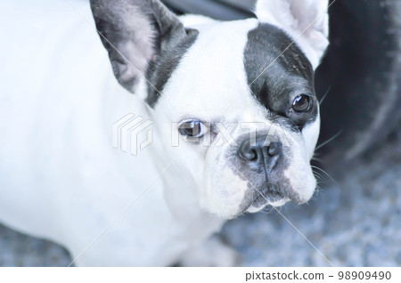 french bulldog, unaware French bulldog 98909490