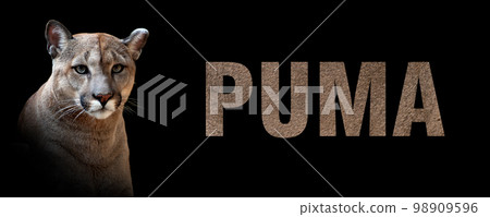 Portrait of puma with a name on a dark background. The text is from her fur 98909596