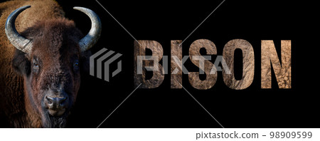 Portrait of bison with a name on a dark background. The text is from her fur 98909599