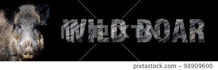 Portrait of wild boar with a name on a dark background. The text is from her fur 98909600