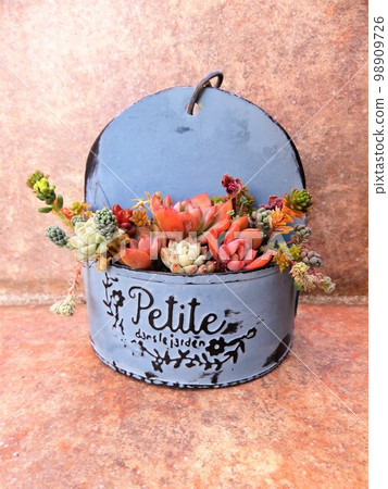 winter succulent 98909726