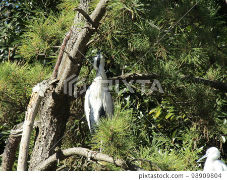 Gray heron and teal on a pine tree in Inage Kaihin Park 98909804