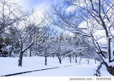 白雪皚皚的櫻花樹鳥取縣稻葉千本櫻的風景 白雪皚皚的櫻花樹鳥取縣稻葉千本櫻的風景 98909990