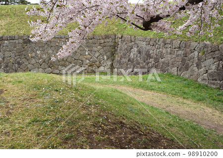 北海道函館五棱郭的櫻花 北海道函館五棱郭的櫻花 98910200