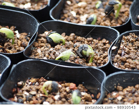 黑毛豆發芽 98910543