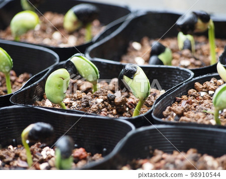 黑毛豆發芽 黑毛豆發芽 98910544