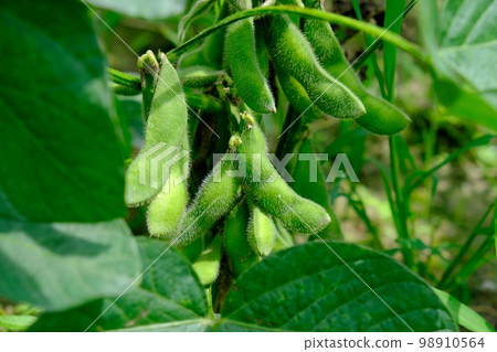Edamame bean of a home garden Edamame bean of a home garden 98910564