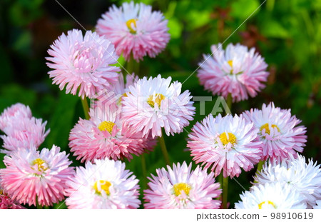 Tyrolean Daisy Tyrolean Daisy 98910619