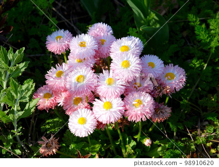 Tyrolean Daisy Tyrolean Daisy 98910620