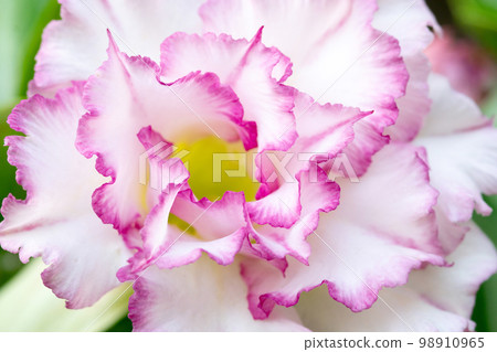 Close up pink flowers, Azalea, Desert rose, Mock Azalea, Pinkbignonia, Impala lily, Adenium obesum Close up pink flowers, Azalea, Desert rose, Mock Azalea, Pinkbignonia, Impala lily, Adenium obesum 98910965