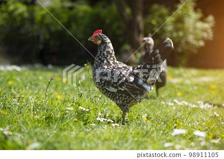 A hen grazing on green backyard grass A hen grazing on green backyard grass 98911105