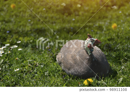 Guinea fowl grazing on green backyard grass 98911108