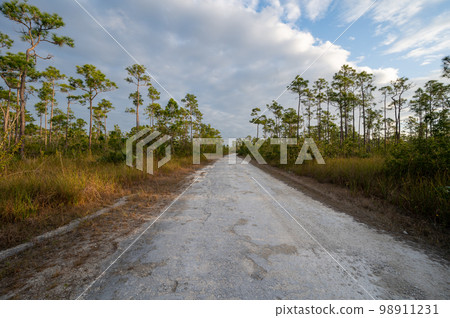 Dirt road receding into distance amidst pine trees in Everglades National Park. 98911231