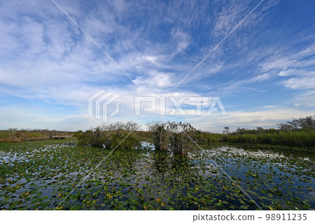 Winter cloudscape over Anhinga Trail in Everglades National Park, Florida. Winter cloudscape over Anhinga Trail in Everglades National Park, Florida. 98911235