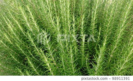 迷迭香 迷迭香 98911391