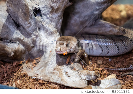 momojita 蜥蜴 98911581