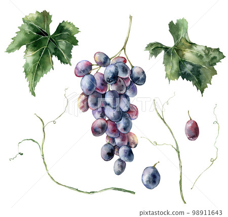 Watercolor tropical set of ripe black grape and leaves. Hand painted branch of fresh dark blue fruits isolated on white background. Tasty food illustration for design, print, fabric or background. 98911643