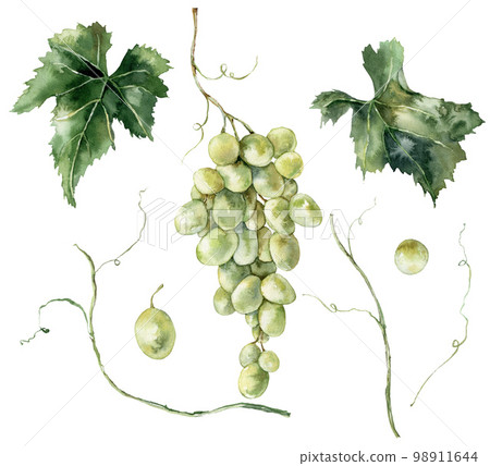 Watercolor tropical set of ripe green grape and leaves. Hand painted branch of fresh fruits isolated on white background. Tasty food illustration for design, print, fabric or background. Watercolor tropical set of ripe green grape and leaves. Hand painted branch of fresh fruits isolated on white background. Tasty food illustration for design, print, fabric or background. 98911644