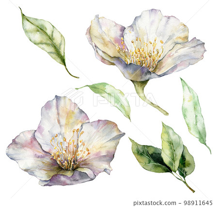 Watercolor flowers set of jasmine with leaves and stem. Hand painted floral elements isolated on white background. Holiday Illustration for design, print, fabric or background. 98911645