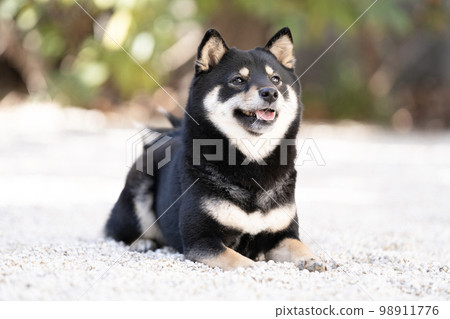黑柴犬坐著微笑 98911776