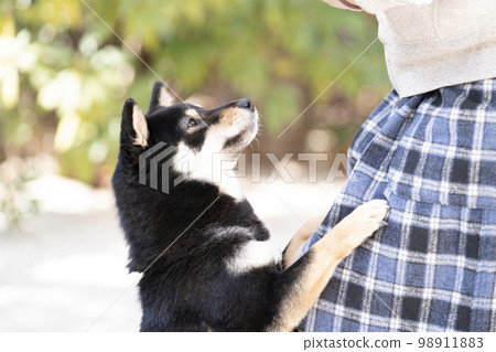 Shiba Inu pampered by its owner Shiba Inu pampered by its owner 98911883