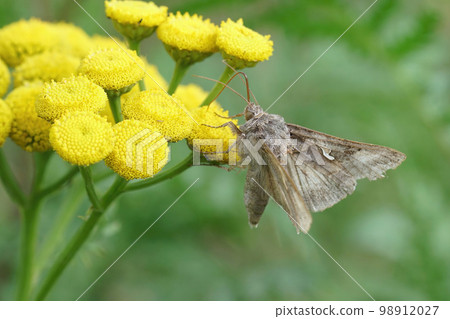 Close up of the brown Silver Y moth, Autographa gamma drinking nectar from a yellow Tansy flower, Tanacetum vulgare 98912027