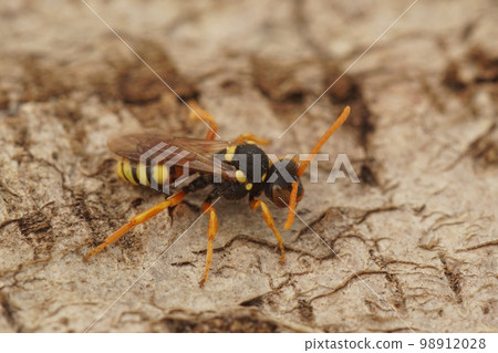 Natural closeup on a colorful female solitary cuckoo painted nomad bee, nomada fucata, on a piece of wood 98912028