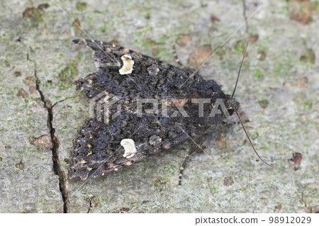 Dorsal closeup on a Dot moth, Melanchra persicariae sitting on wood in the garden 98912029